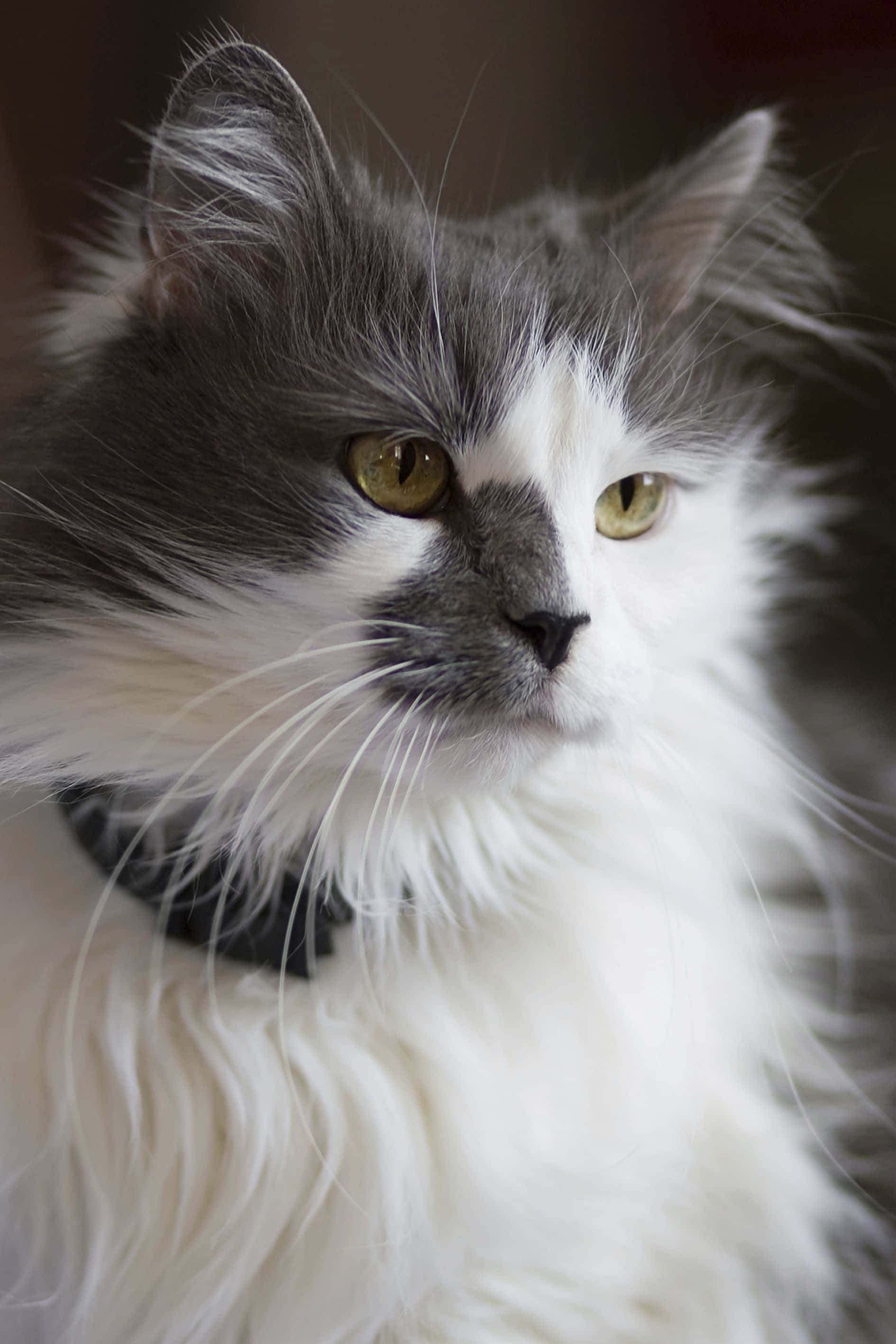 Τουρκική Γάτα Angora Χαλαρώνει σε Καναπέ Ταπετσαρία