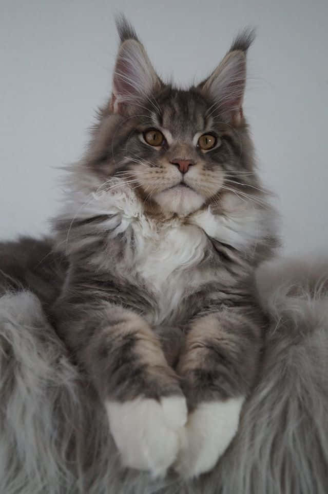 Υπέροχη γάτα Maine Coon που κάθεται Ταπετσαρία