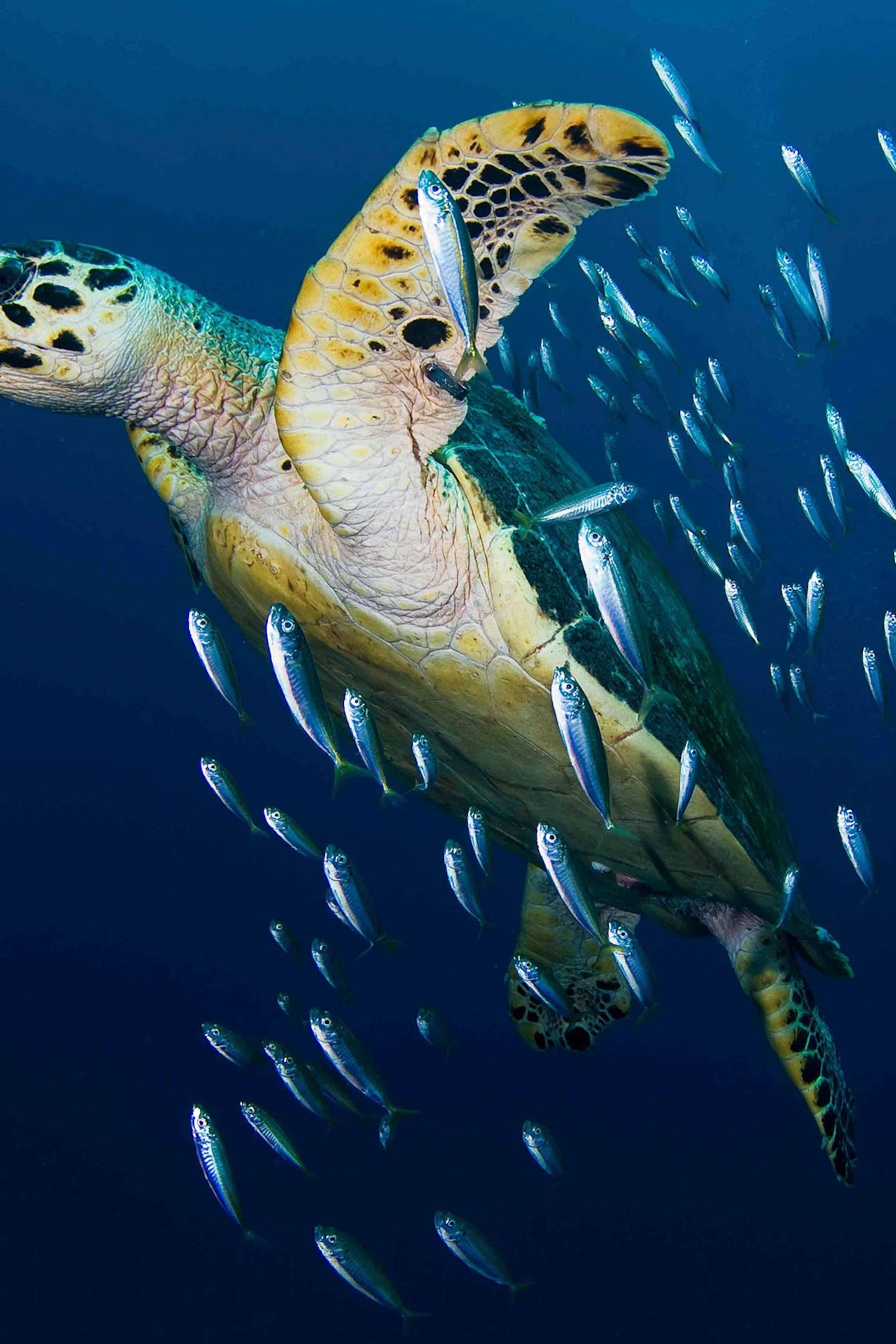 Φωτογραφία Θαλάσσιας Χελώνας Hawksbill Ταπετσαρία
