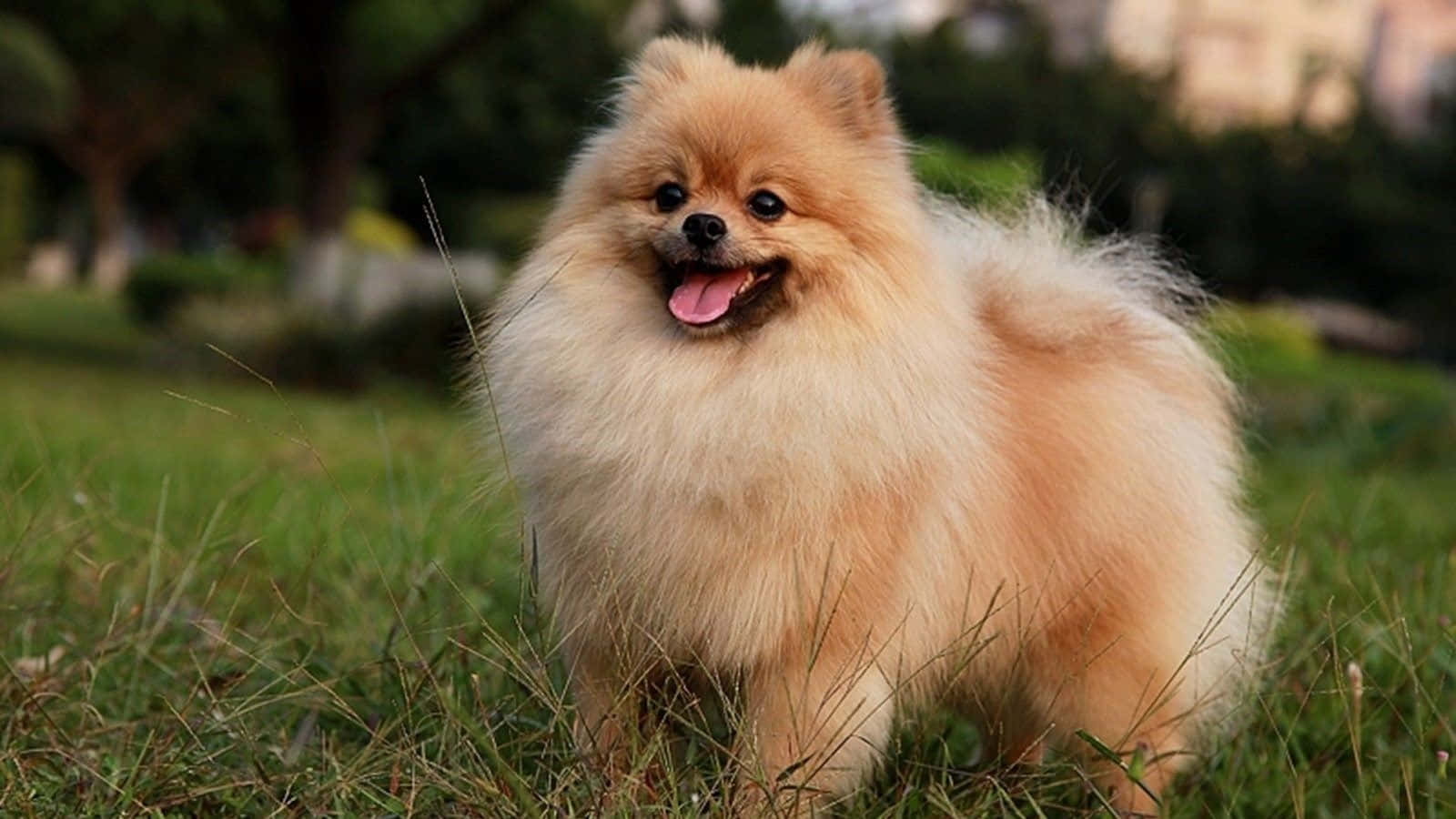 Φωτογραφίες παιχνιδιάρικου κουταβιού Pomeranian Ταπετσαρία