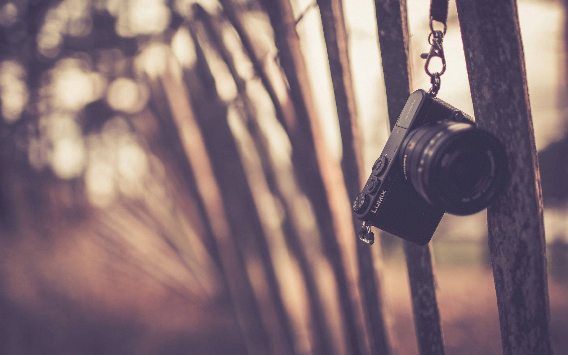 Ταπετσαρία φωτογραφικής μηχανής Panasonic Lumix — Δάσος Ταπετσαρία