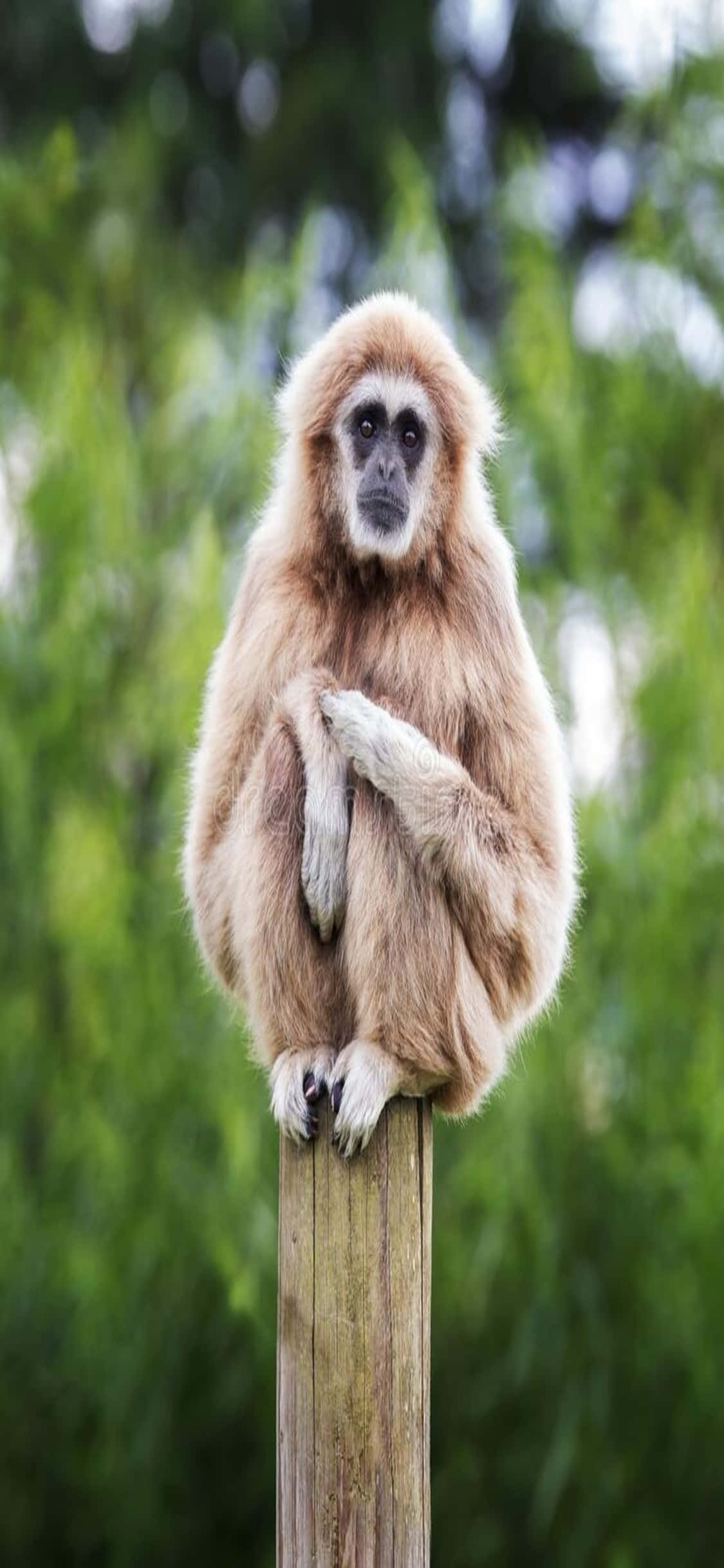 Φόντο iPhone X Gibbon Ταπετσαρία