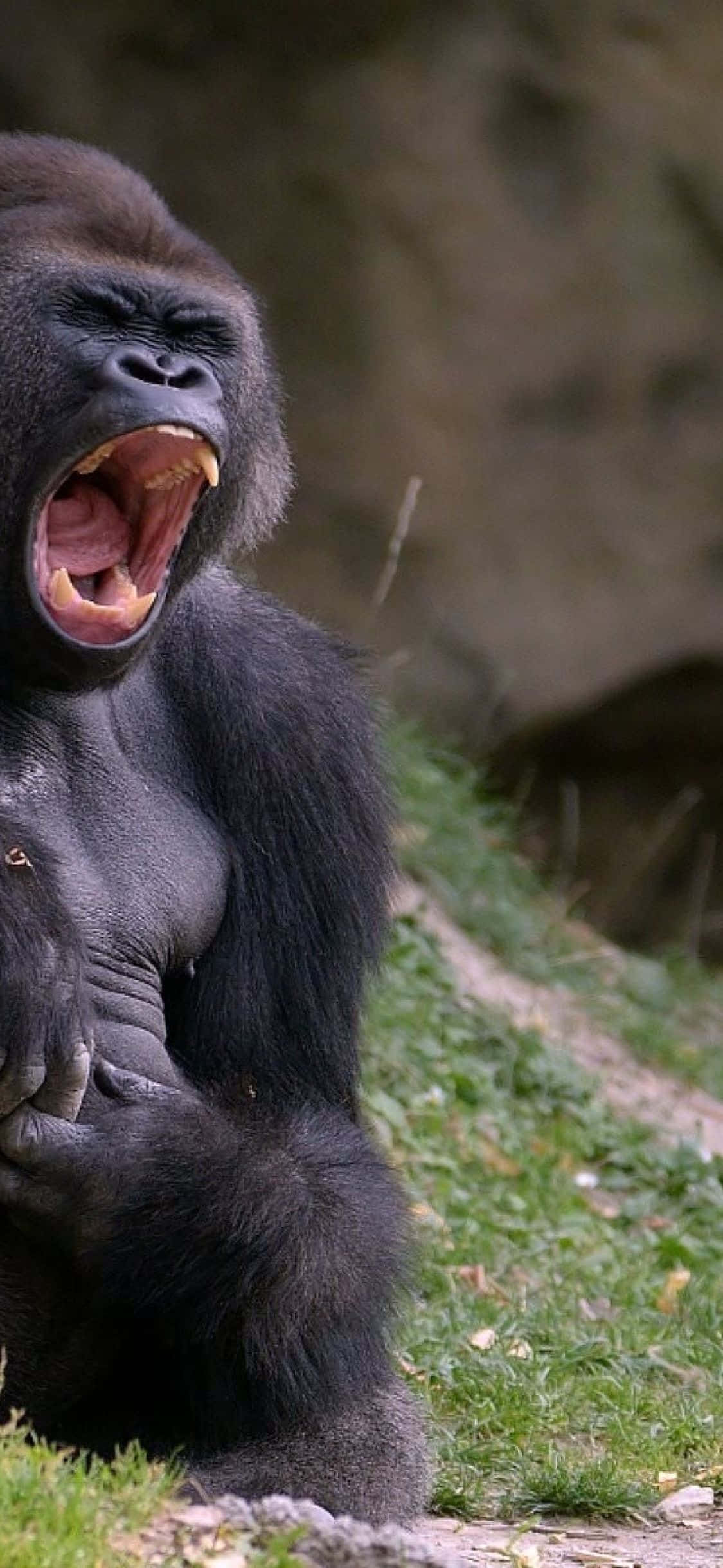 iPhone Xs Max Gorilla Background Raging Roar Ταπετσαρία