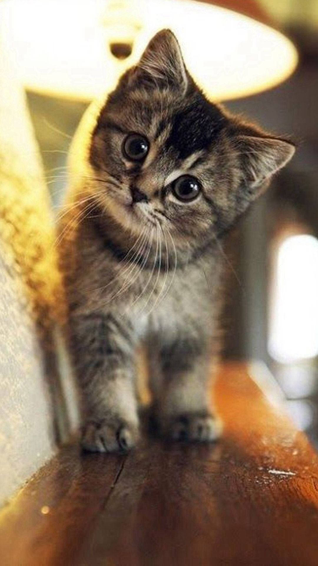 Χαριτωμένη Αθώα Γάτα Tabby iPhone Ταπετσαρία