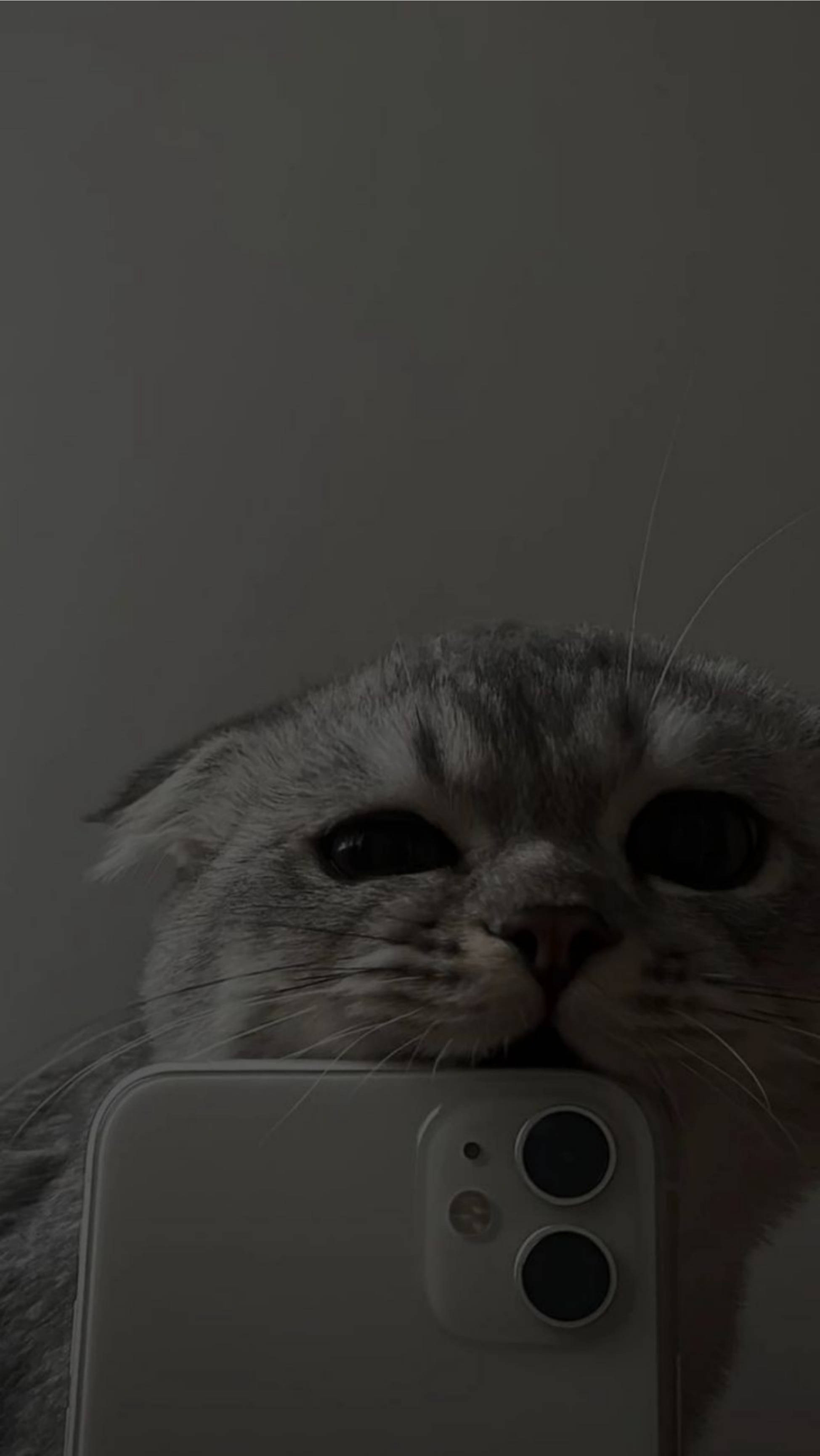 Χαριτωμένη Αισθητική Γάτας που Δαγκώνει iPhone 11 Ταπετσαρία