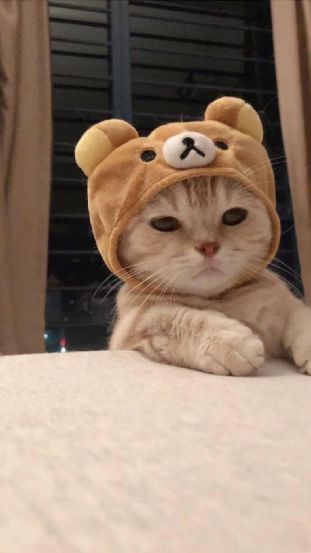 Χαριτωμένη Γάτα Aesthetic με Καπέλο Rilakkuma — Γάτα Ταπετσαρία