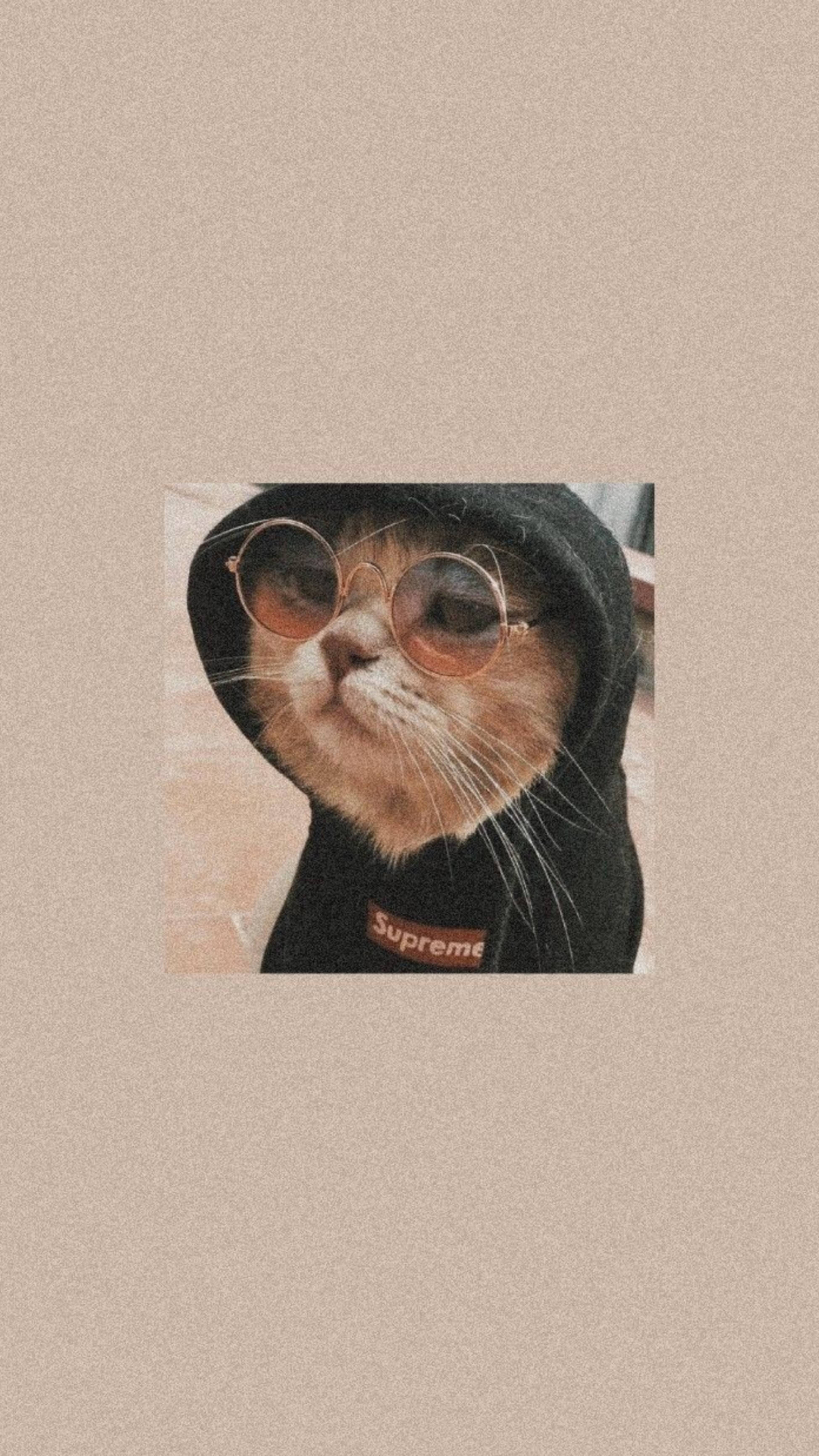 Χαριτωμένη γάτα με αισθητική σε μαύρο hoodie Ταπετσαρία