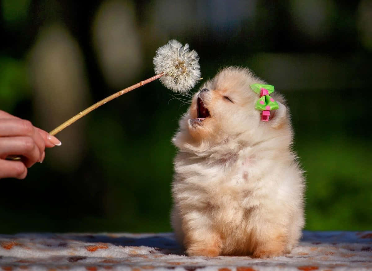Χαριτωμένη εικόνα σκύλου Pomeranian Ταπετσαρία