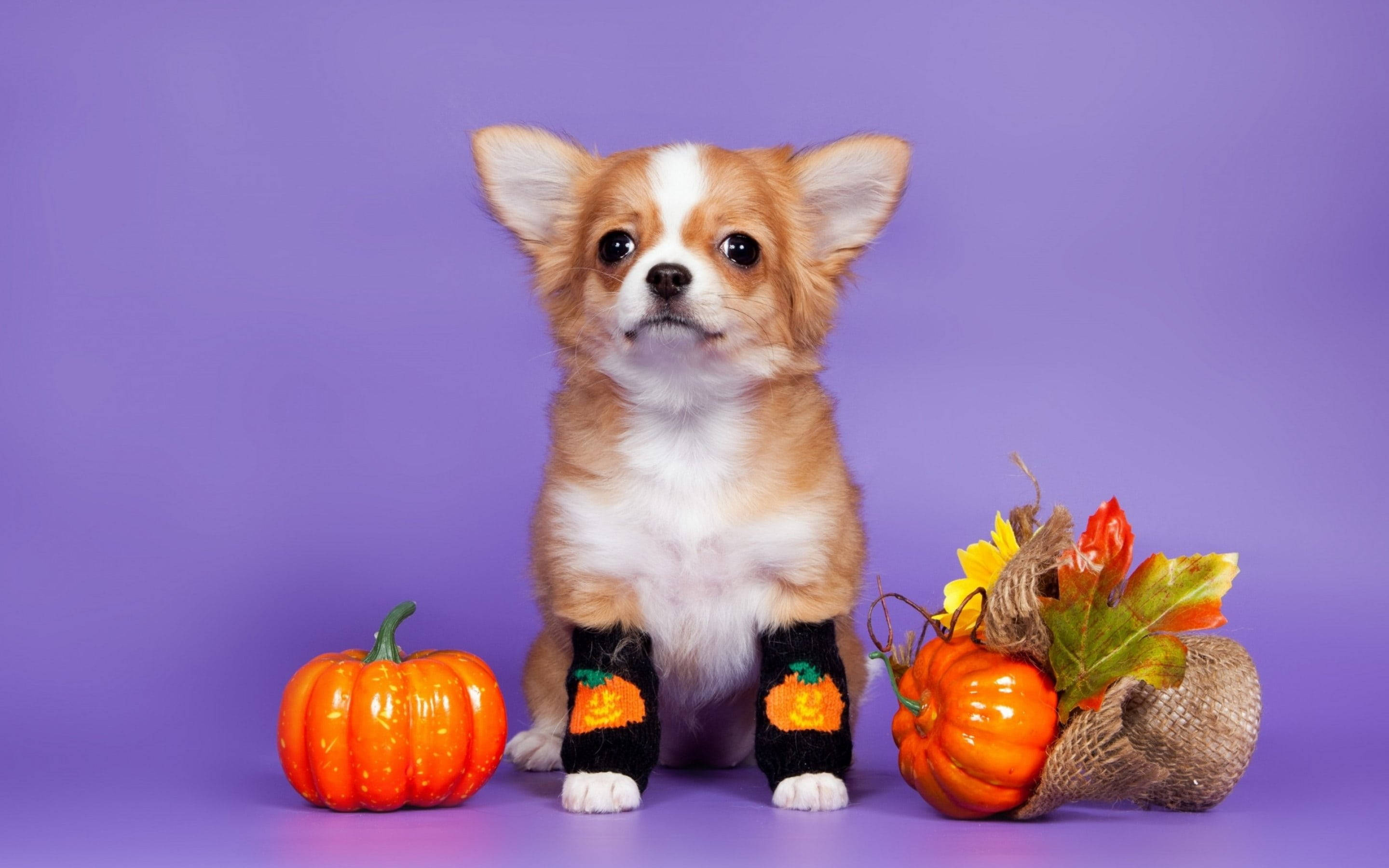 Χαριτωμένο Αισθητικό Σκυλάκι Halloween Ταπετσαρία