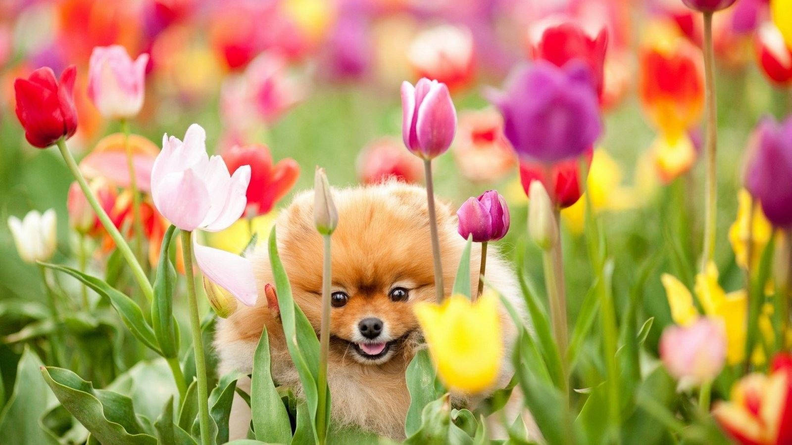 Χαριτωμένο Ανοιξιάτικο Σκυλάκι Pomeranian Ταπετσαρία
