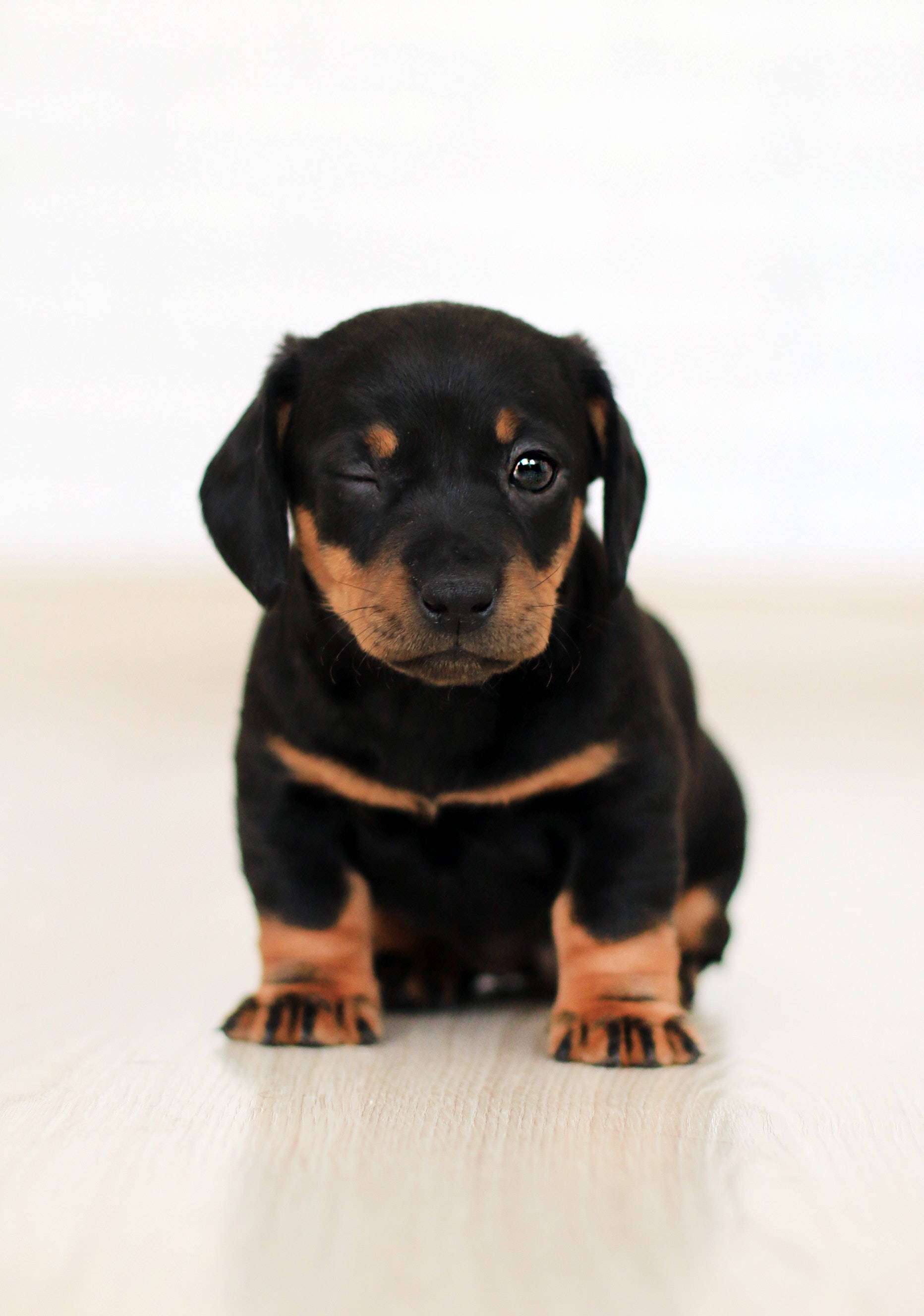 Χαριτωμένο Κουτάβι Dachshund Ταπετσαρία