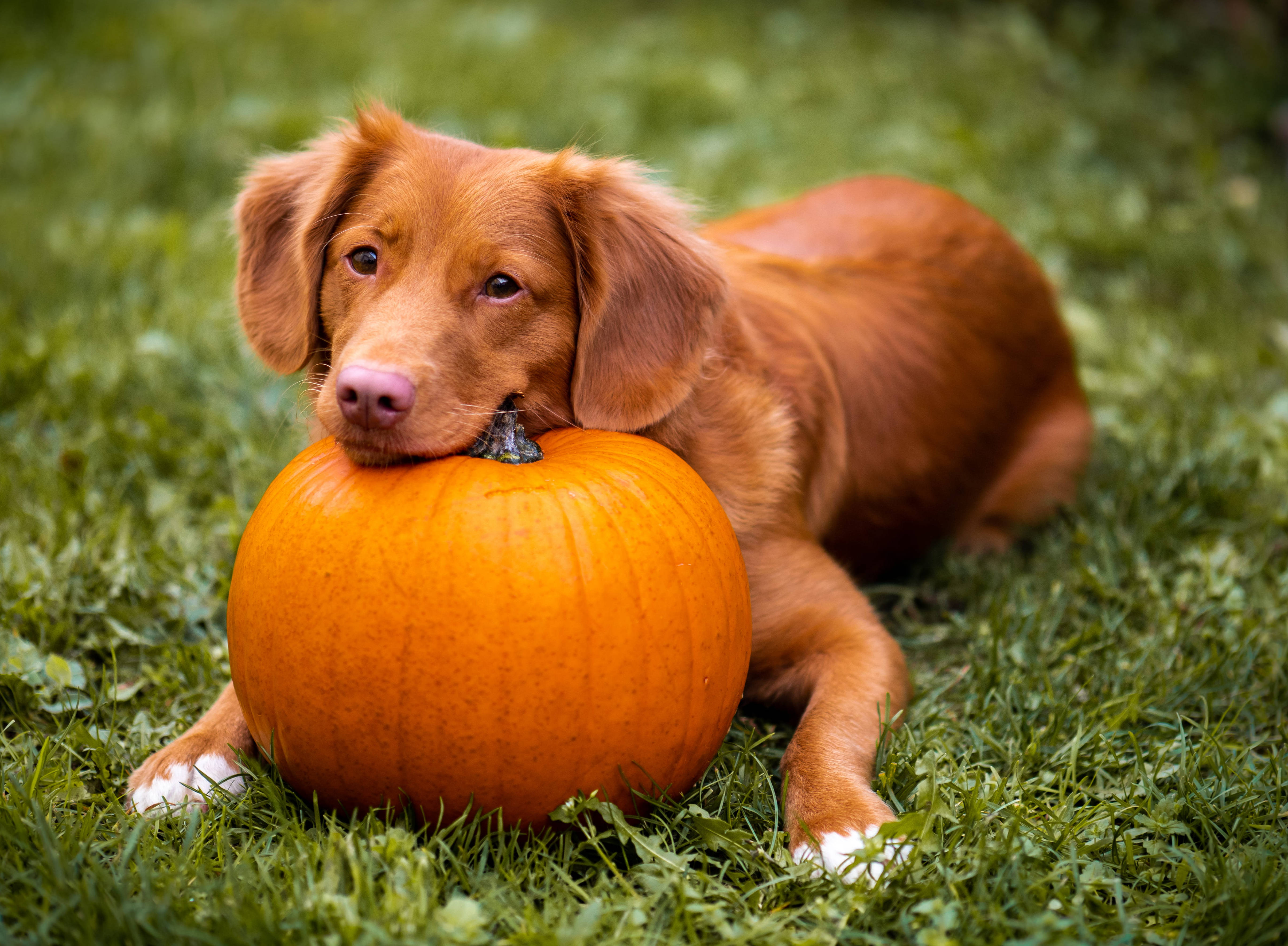 Χαριτωμένο σκυλί Halloween σε γρασίδι Ταπετσαρία