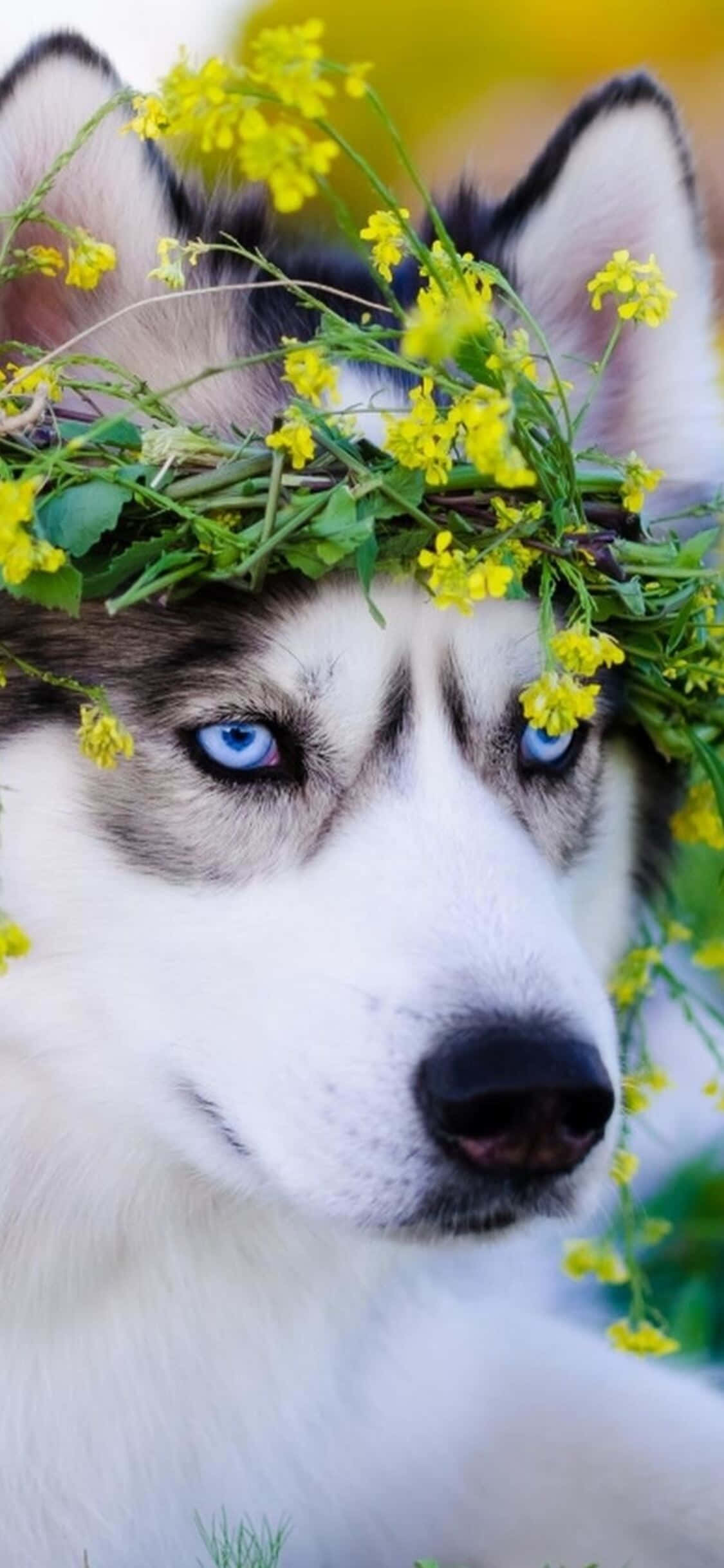 Χαριτωμένο Husky Σκυλί με Φύλλα Εικόνα Ταπετσαρία