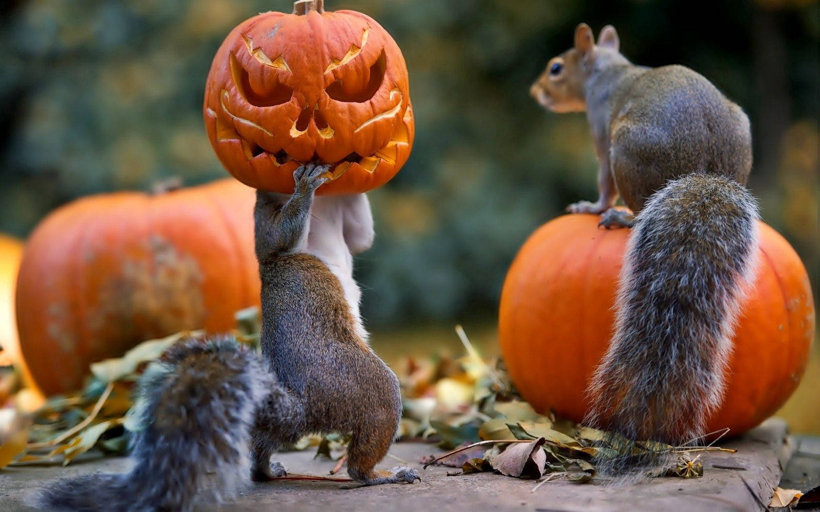 Χαρούμενο Halloween από αυτά τα δύο σκιουράκια! Ταπετσαρία