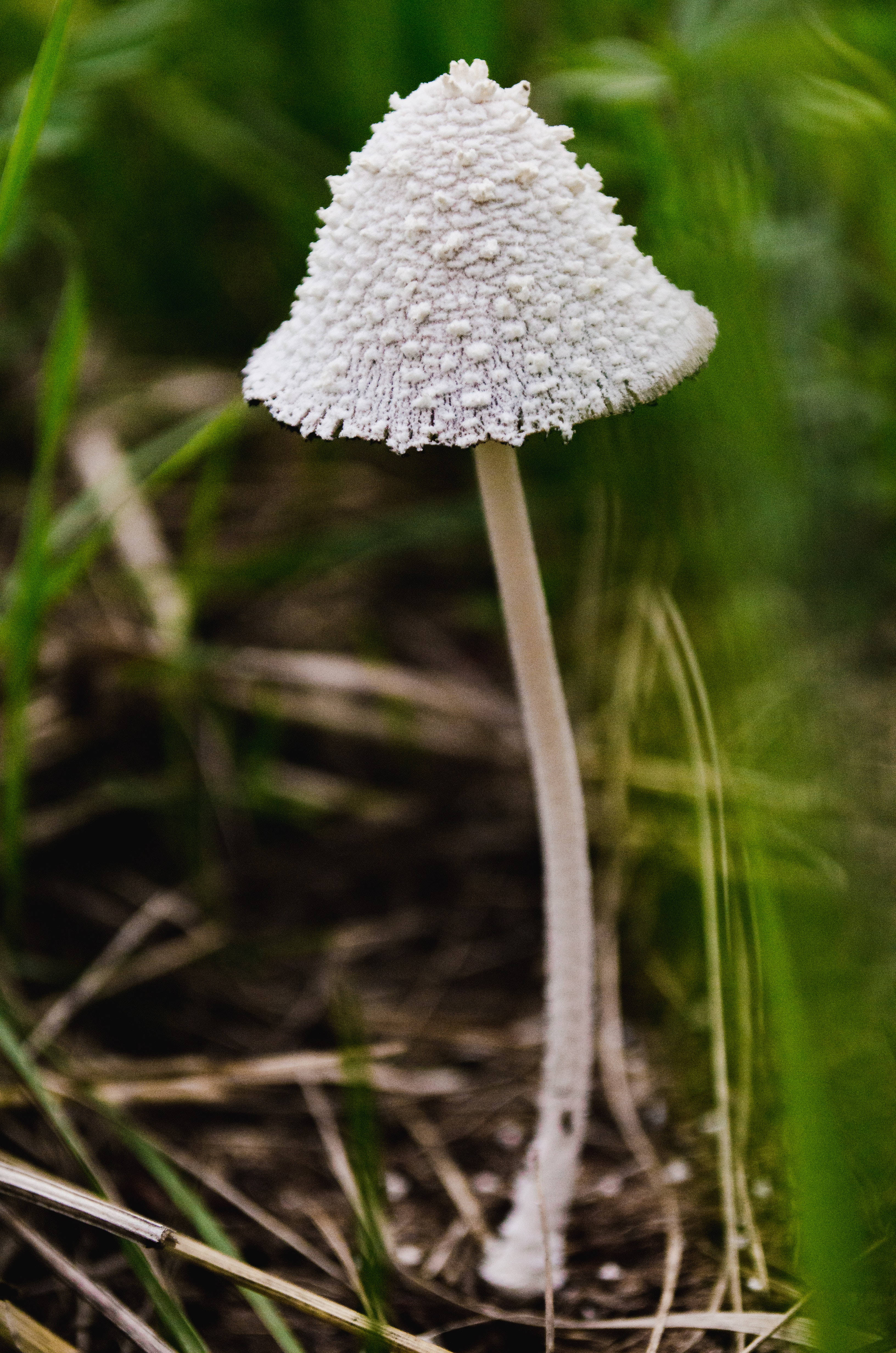 Χιονισμένο Μανιτάρι Inkcap Αισθητική Ταπετσαρία