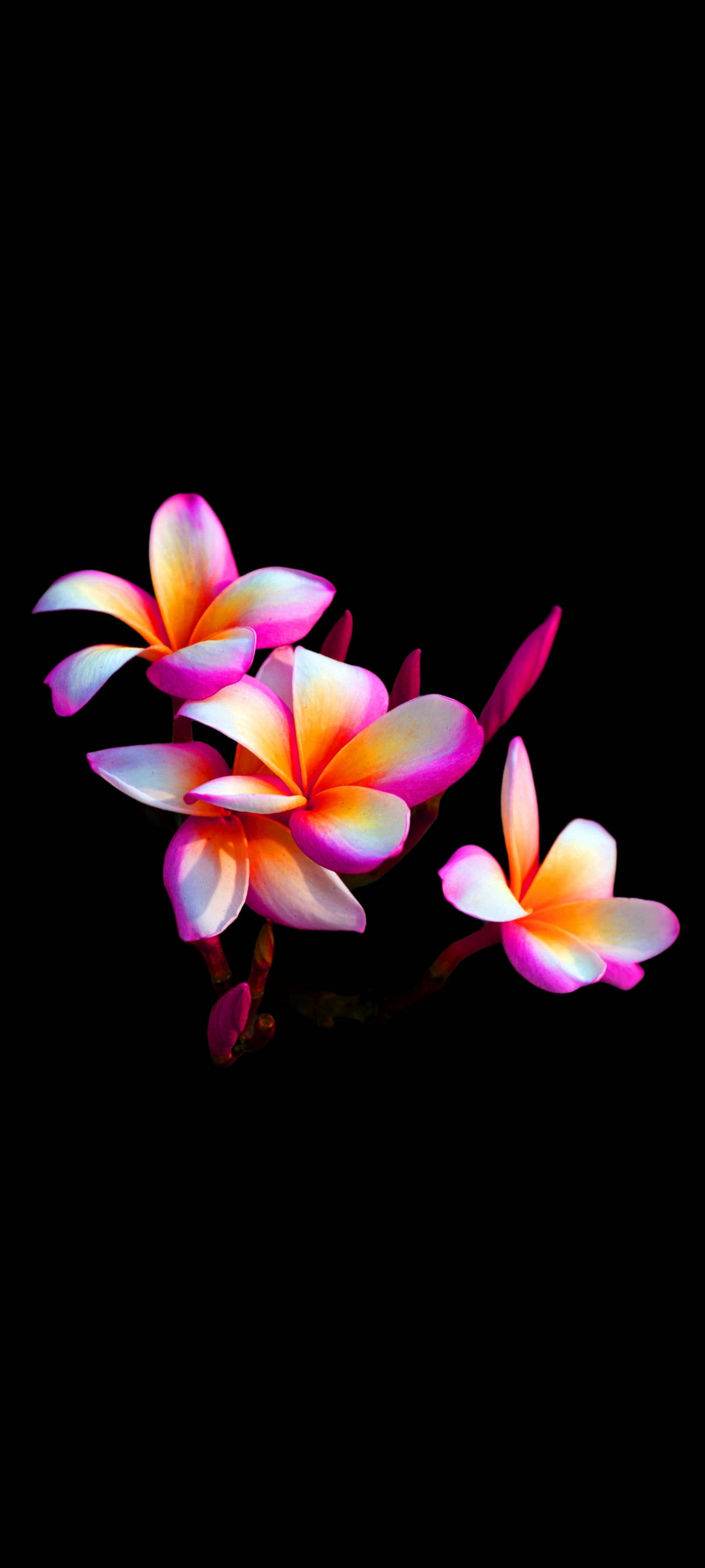 Όμορφο Λουλούδι Plumeria Κινητό Ταπετσαρία