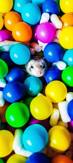 Ferret background — Realme Neo Ταπετσαρία