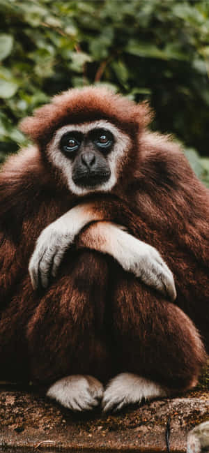 Φόντο Android Gibbon — Huawei nova 15 Ultra Ταπετσαρία