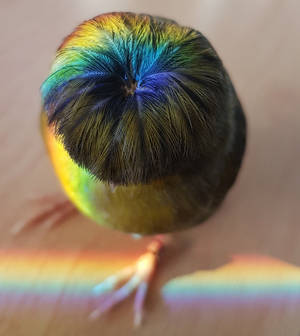 Barry The Canary Bowl Cut — Honor Magic V Ταπετσαρία