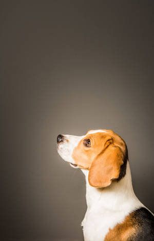 Beagle Σκυλί σε Πλάγια Όψη — Redmi Pad Ταπετσαρία