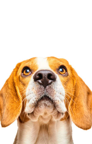 Beagle Σκύλος Κοιτά Πάνω Πορτρέτο — Galaxy Tab Active Ταπετσαρία
