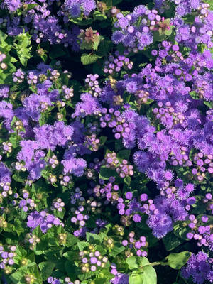 Bluemink Λουλούδια Floral Iphone