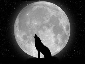 Cool Wolf και Σελήνη — Cool wolf Ταπετσαρία