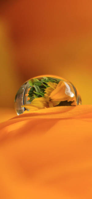 Ταπετσαρία Dewdrop On Orange Petal — iPhone 15 Ταπετσαρία