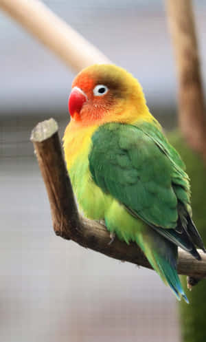 Bird Iphone — Tecno Megapad Ταπετσαρία