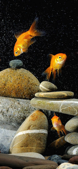 Ταπετσαρία κινητού Goldfishes And Rocks — iPhone 14 Pro Max Ταπετσαρία