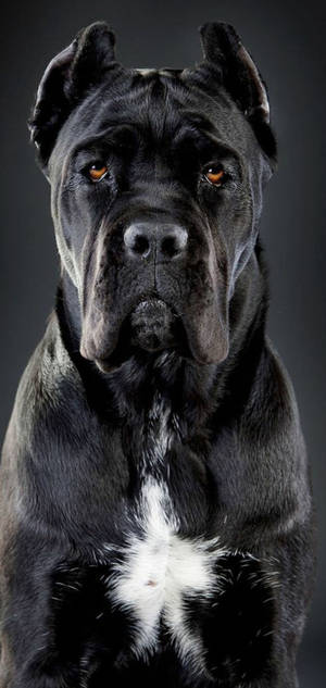 Ταπετσαρία Handsome Cane Corso Dog — iPhone 17 Pro Max Ταπετσαρία