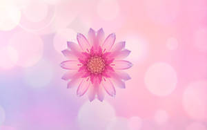 Huawei Pink Flower ταπετσαρία — Huawei Ταπετσαρία