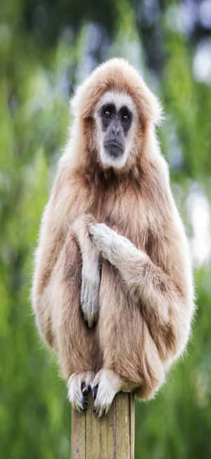 Iphone X Gibbon Ταπετσαρία — Galaxy S25 Ultra Ταπετσαρία