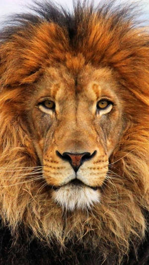 Lion Iphone 6 — iPhone 6 Ταπετσαρία