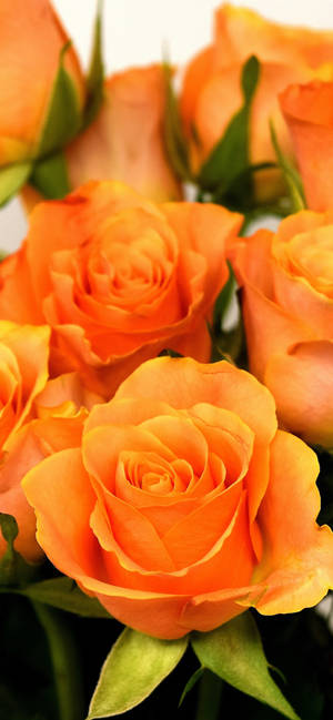 Ταπετσαρία Lovely Orange Roses — iPhone 16 Pro Ταπετσαρία