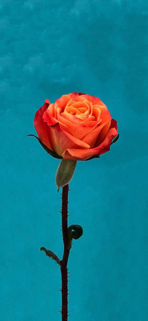 Orange Rose Flower Apple — Galaxy S25 FE Ταπετσαρία