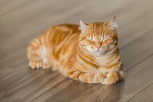 PFP Γάτας Ginger Tabby