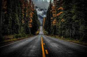 Ταπετσαρία Washington State Route 410 — Λυκόφως Ταπετσαρία