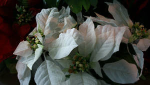 Ταπετσαρία White Wonder Poinsettia — Chromebook Ταπετσαρία