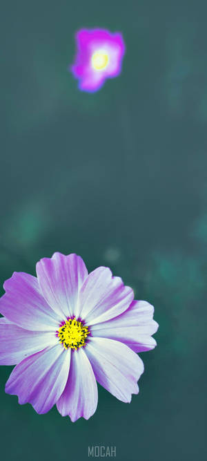 Zoom Flower — Honor 400 Smart Ταπετσαρία