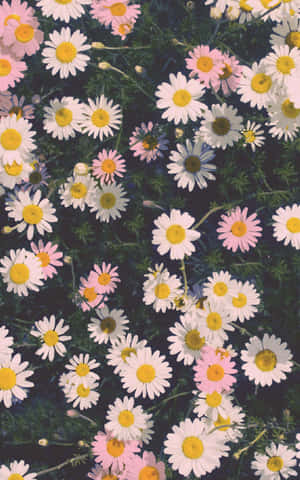 Άσε τη φύση να ανθίσει στη ζωή σου με ένα Flower Iphone. — Moto Pad (2026) Ταπετσαρία