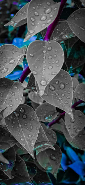 1284x2778 — OnePlus R Ταπετσαρία
