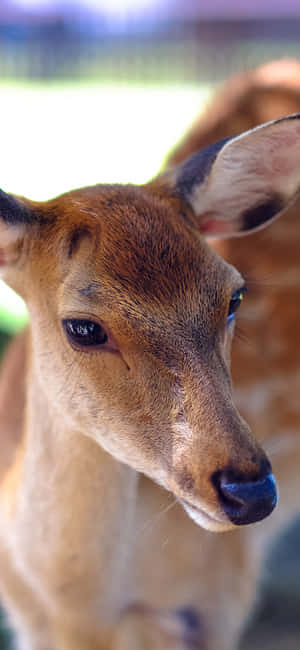 Cute Animal Iphone — iPhone 16 Plus Ταπετσαρία