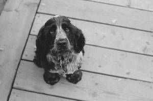 Ταπετσαρία με ενήλικο Cocker Spaniel να κοιτάζει με μάτια κουταβιού