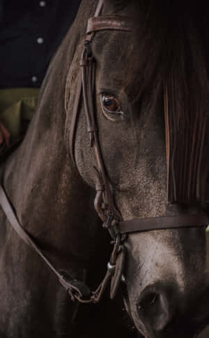 Cool Horse — Lenovo Idea Tab Ταπετσαρία