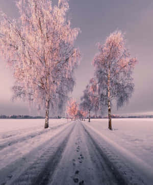 Εικόνες χιονισμένης αισθητικής — Snow aesthetic Ταπετσαρία