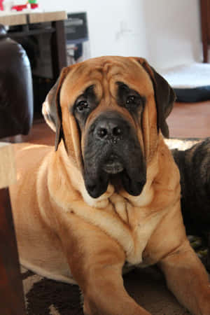 Εικόνες English Mastiff — Huawei MatePad Ταπετσαρία