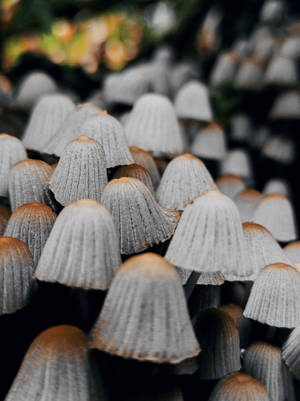Αισθητική Μανιταριού Fairy Bonnet — Αισθητική Μανιταριού Ταπετσαρία