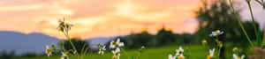 Φόντο φύσης 4K — 4K φύση GIF Ταπετσαρία
