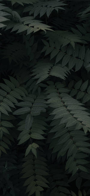 Plants Iphone — Γαλαξίας A Ταπετσαρία